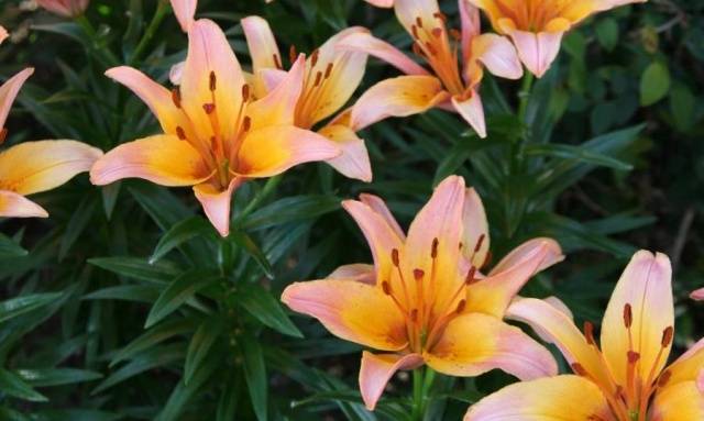 Varieties of lilies: Asian, terry, undersized, tall, white