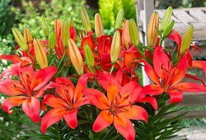 Varieties of lilies: Asian, terry, undersized, tall, white