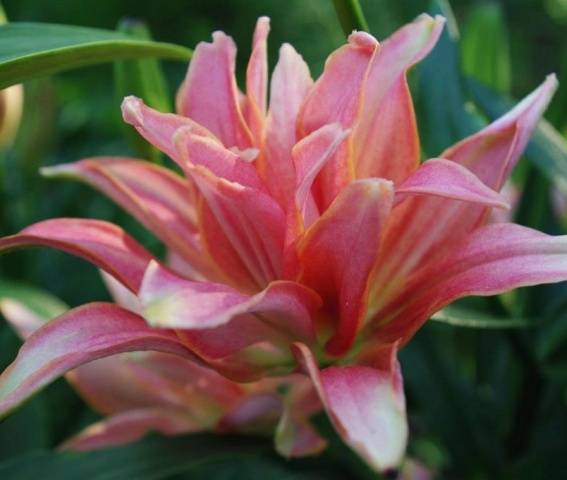 Varieties of lilies: Asian, terry, undersized, tall, white