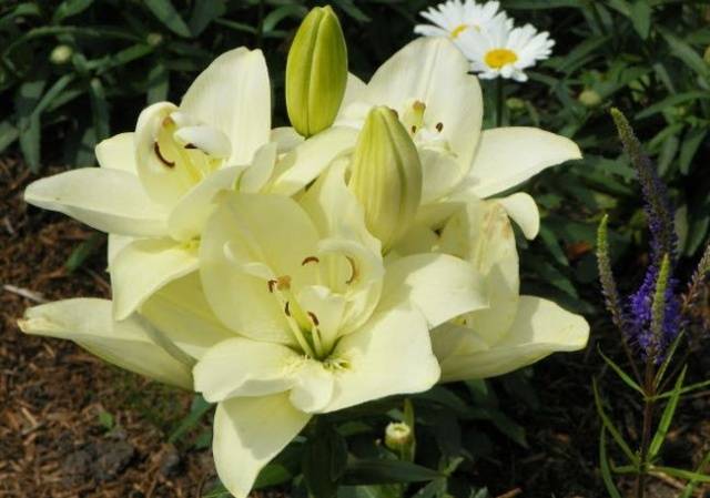 Varieties of lilies: Asian, terry, undersized, tall, white