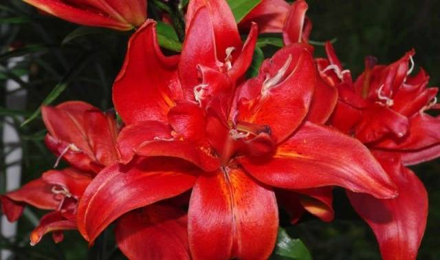 Varieties of lilies: Asian, terry, undersized, tall, white