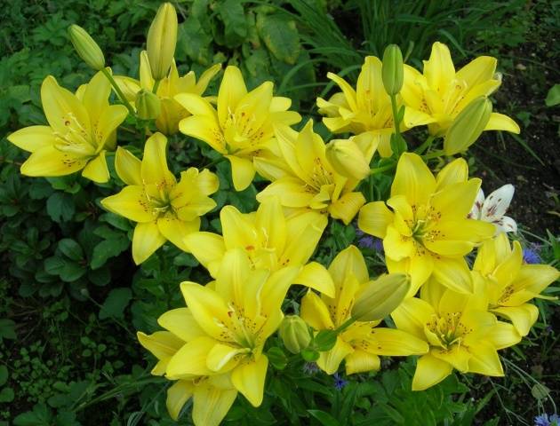 Varieties of lilies: Asian, terry, undersized, tall, white