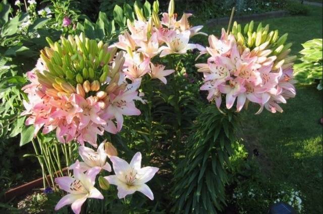 Varieties of lilies: Asian, terry, undersized, tall, white