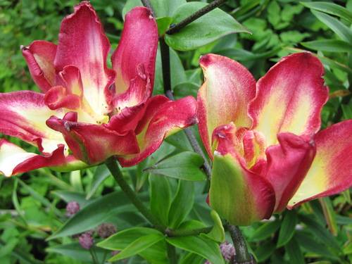 Varieties of lilies: Asian, terry, undersized, tall, white