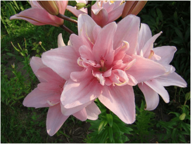 Varieties of lilies: Asian, terry, undersized, tall, white