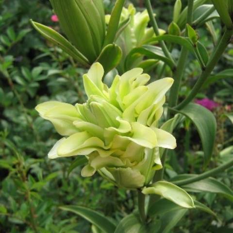 Varieties of lilies: Asian, terry, undersized, tall, white