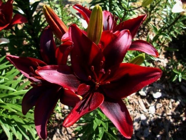 Varieties of lilies: Asian, terry, undersized, tall, white