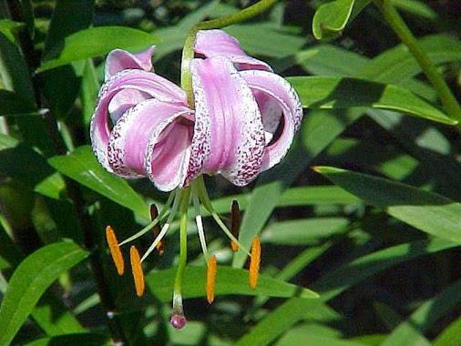 Varieties of lilies: Asian, terry, undersized, tall, white