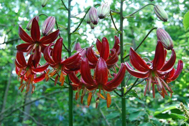 Varieties of lilies: Asian, terry, undersized, tall, white