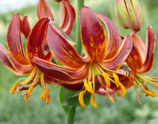 Varieties of lilies: Asian, terry, undersized, tall, white