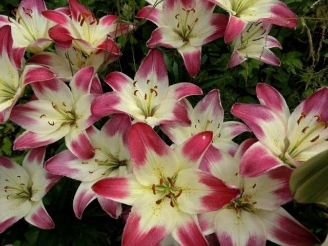 Varieties of lilies: Asian, terry, undersized, tall, white