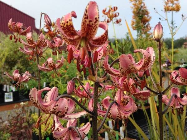 Varieties of lilies: Asian, terry, undersized, tall, white