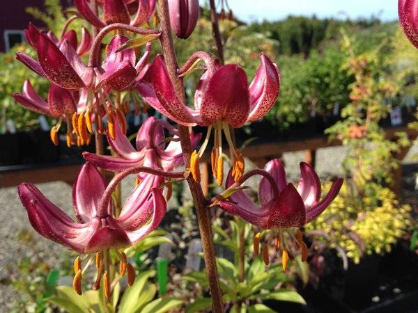 Varieties of lilies: Asian, terry, undersized, tall, white