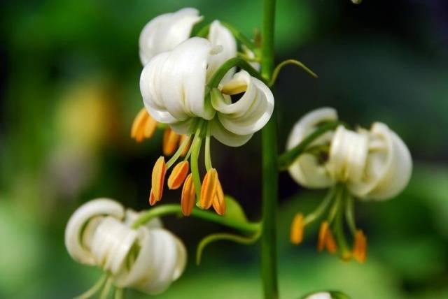 Varieties of lilies: Asian, terry, undersized, tall, white