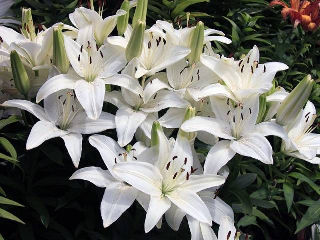 Varieties of lilies: Asian, terry, undersized, tall, white