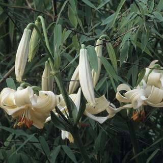 Varieties of lilies: Asian, terry, undersized, tall, white