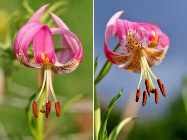 Varieties of lilies: Asian, terry, undersized, tall, white