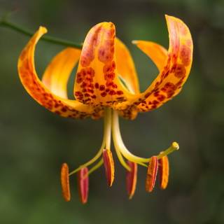 Varieties of lilies: Asian, terry, undersized, tall, white