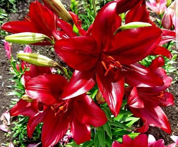 Varieties of lilies: Asian, terry, undersized, tall, white