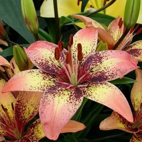 Varieties of lilies: Asian, terry, undersized, tall, white