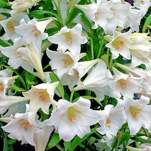 Varieties of lilies: Asian, terry, undersized, tall, white