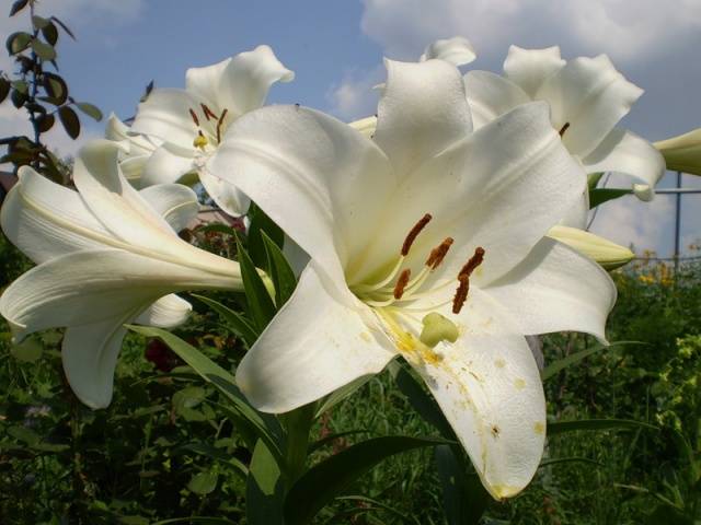 Varieties of lilies: Asian, terry, undersized, tall, white