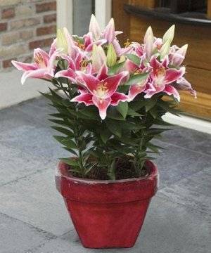 Varieties of lilies: Asian, terry, undersized, tall, white