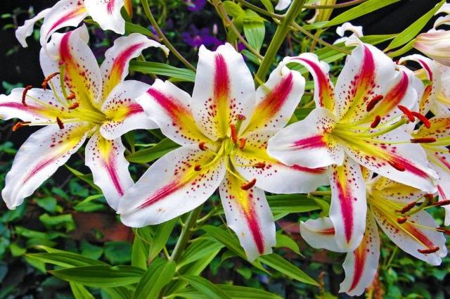 Varieties of lilies: Asian, terry, undersized, tall, white