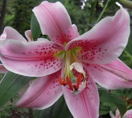 Varieties of lilies: Asian, terry, undersized, tall, white