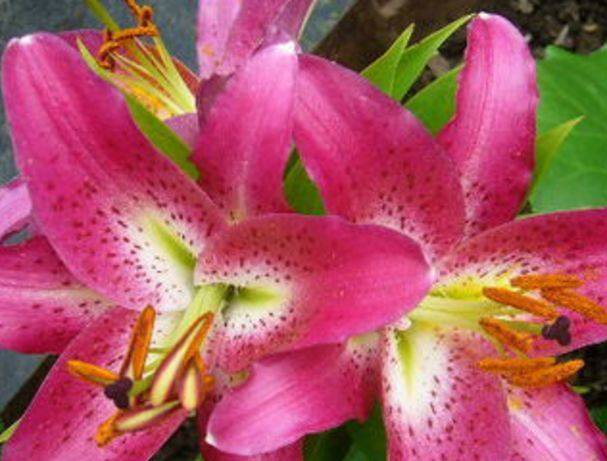 Varieties of lilies: Asian, terry, undersized, tall, white