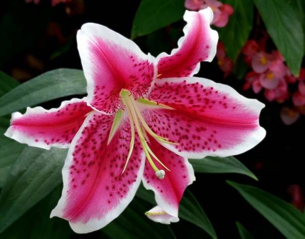 Varieties of lilies: Asian, terry, undersized, tall, white