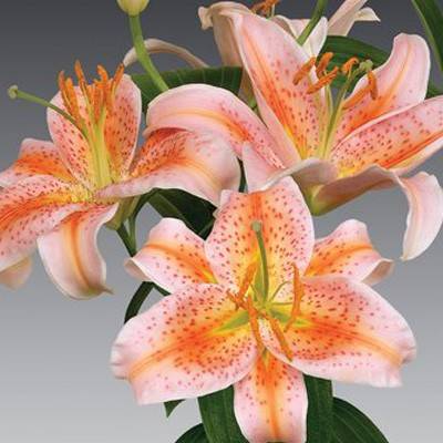 Varieties of lilies: Asian, terry, undersized, tall, white