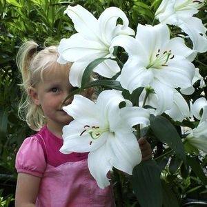 Varieties of lilies: Asian, terry, undersized, tall, white