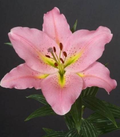 Varieties of lilies: Asian, terry, undersized, tall, white