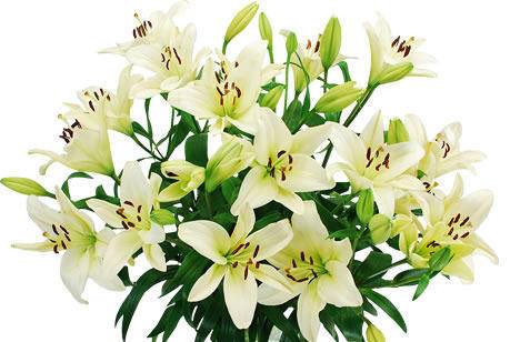 Varieties of lilies: Asian, terry, undersized, tall, white