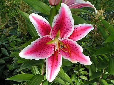 Varieties of lilies: Asian, terry, undersized, tall, white