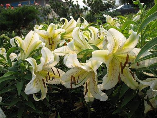 Varieties of lilies: Asian, terry, undersized, tall, white