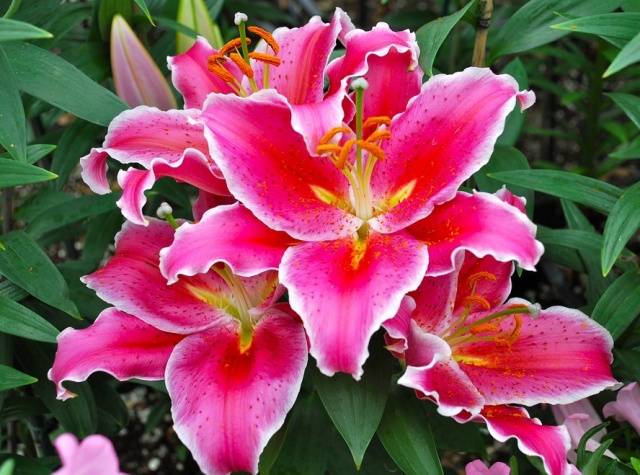 Varieties of lilies: Asian, terry, undersized, tall, white