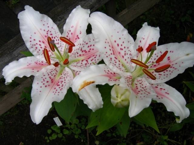 Varieties of lilies: Asian, terry, undersized, tall, white