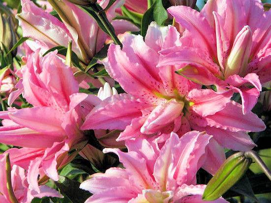 Varieties of lilies: Asian, terry, undersized, tall, white