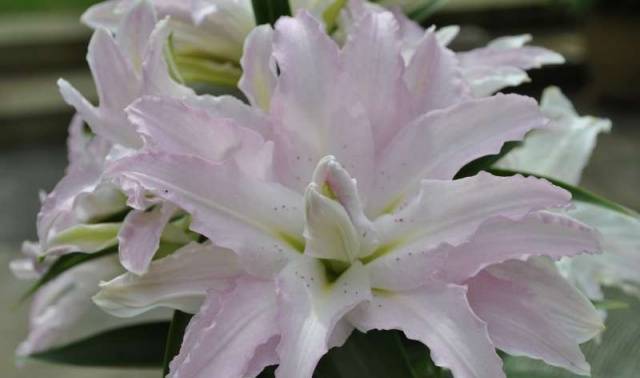 Varieties of lilies: Asian, terry, undersized, tall, white