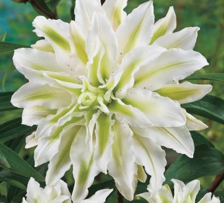 Varieties of lilies: Asian, terry, undersized, tall, white