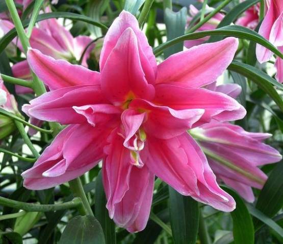 Varieties of lilies: Asian, terry, undersized, tall, white