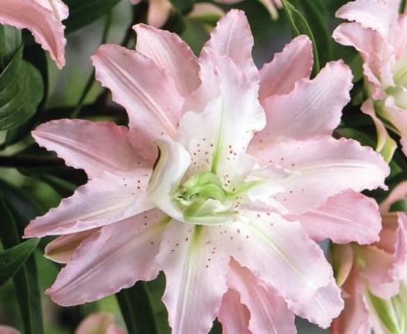 Varieties of lilies: Asian, terry, undersized, tall, white