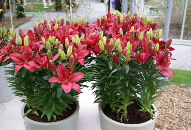 Varieties of lilies: Asian, terry, undersized, tall, white