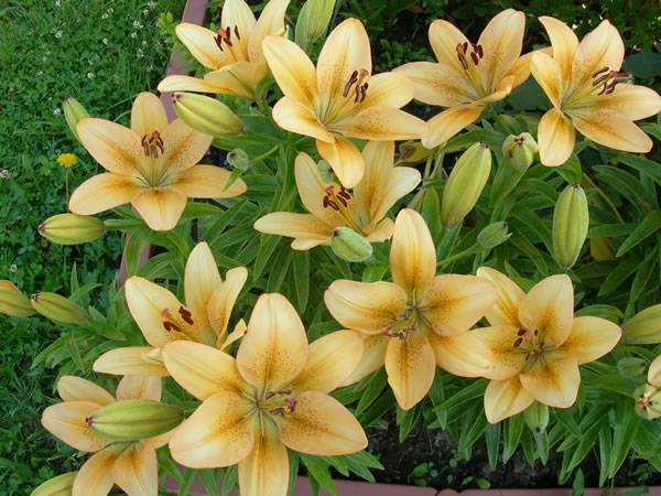 Varieties of lilies: Asian, terry, undersized, tall, white