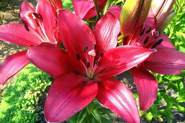 Varieties of lilies: Asian, terry, undersized, tall, white