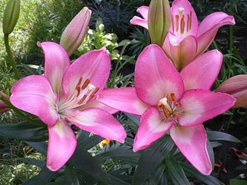 Varieties of lilies: Asian, terry, undersized, tall, white