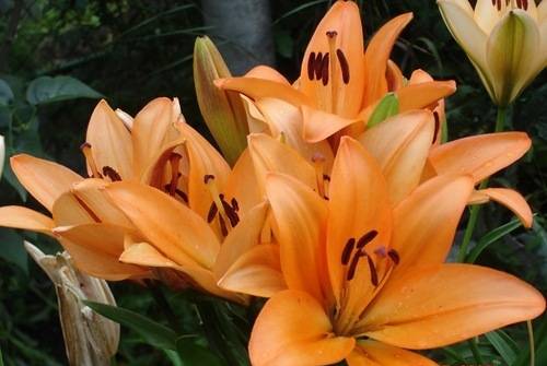 Varieties of lilies: Asian, terry, undersized, tall, white