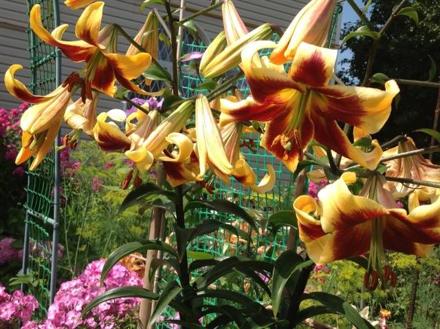 Varieties of lilies: Asian, terry, undersized, tall, white